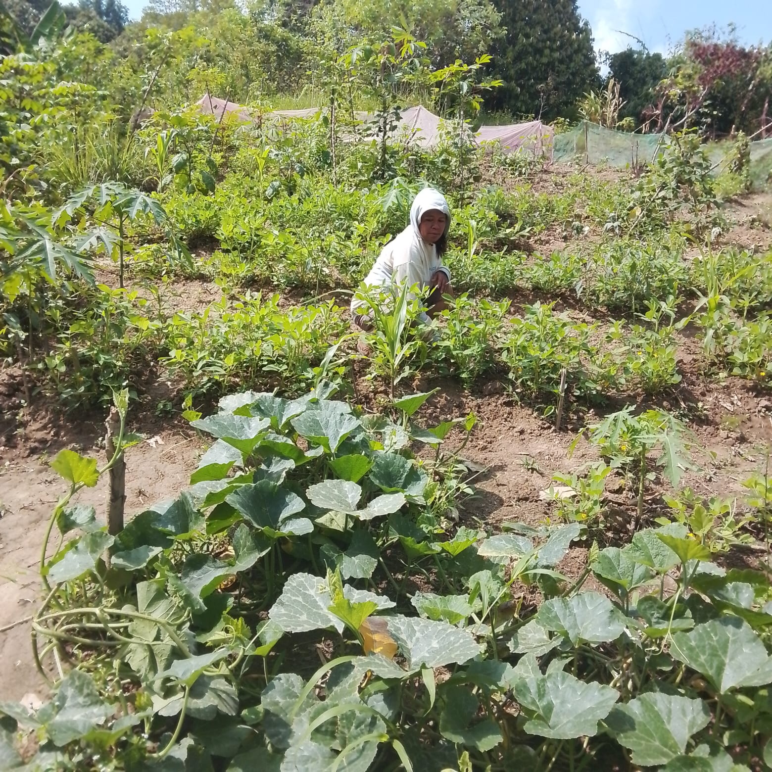 Kebun Sayur Yasinta