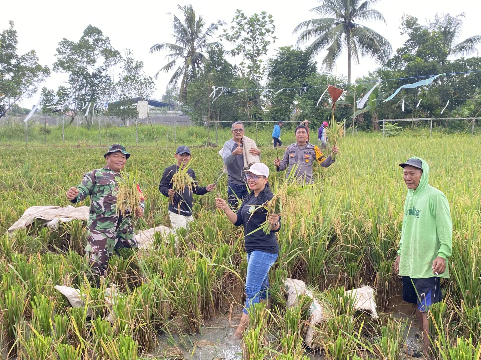 Panen Padi RT.08 Desa Loa Duri Ulu Dalam Rangka Ketahanan Pangan