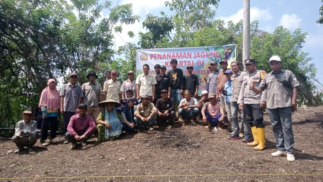 Penanaman Jagung Kuartal IV