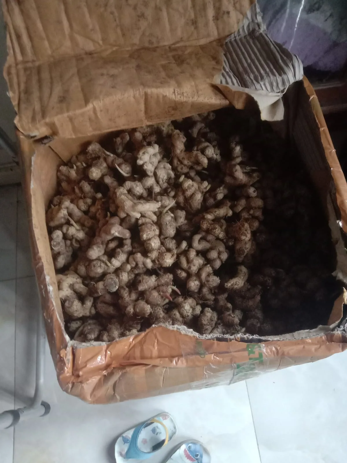 Program Ketahanan Pangan Budidaya Tanaman Kunyit Hitam
